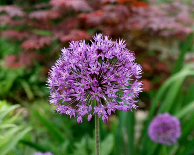 Purple Allium Flower and Green Leaves Garden Art Color Macro Nature Botanical Photography Photo 8" x 10" Print