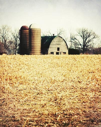 Country Barn Photo - rustic, corn field, silos, farm, barn, brown, golden 8x10