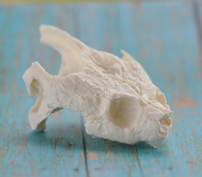 Snapping Turtle Skull - Beautiful Hand Made Skull Replica