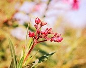 Oleander - 8x12 print - nature photography - flower photography - pink and green art - Cyprus travel photography