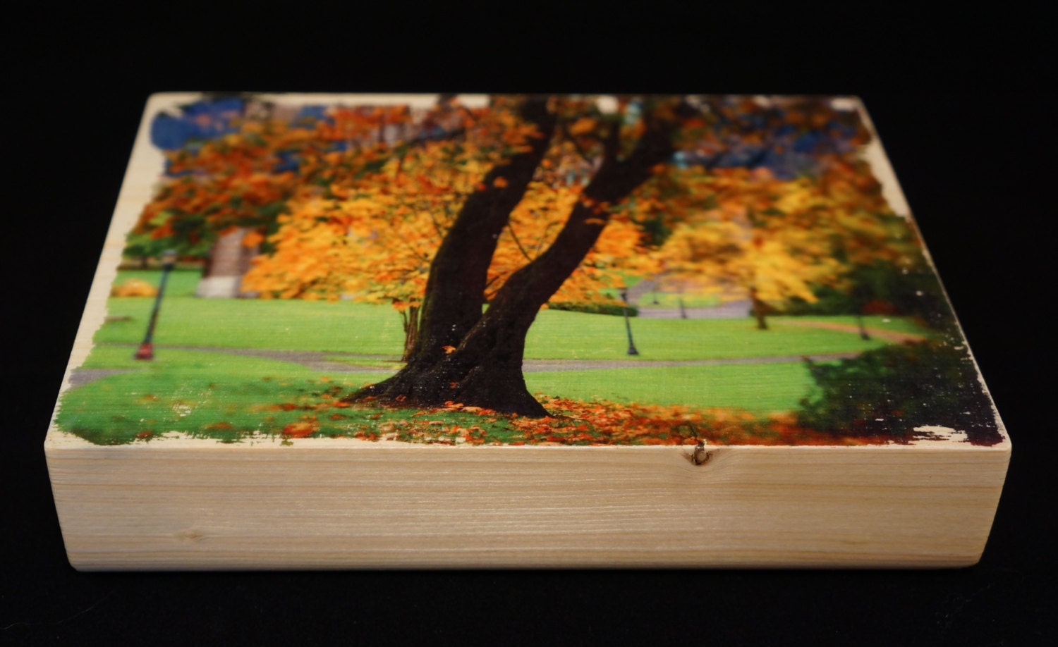 Autumn Tree Photo Block Wood 5x7 -  Portland Oregon Landscape Cathedral Park Art Photography- Wall, Shelf, Desk Decoration