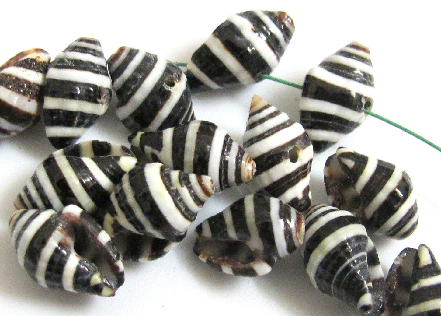 Natural pyrene shell beads black and white stripes - 10 beads - NB025