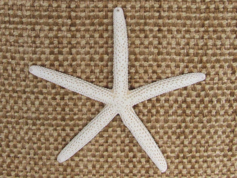 Coastal Living Décor Fabric Storage Basket with Starfish for your Beach house