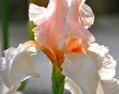 Fine Art Photography - IRIS - 8 x 10 - Peach Spring Flower - Digital Print, Floral Home Decor, Floral Wall Art - Cottage Garden Photo