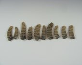 Prairie Rattlesnake Rattle Large from Montana Obscure Oddity
