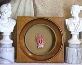 Pink Coral Display