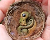Newborn dragon