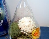 Terrarium, Small Hanging Glass Terrarium, Lichen, Great for HOME or OFFICE. Unusual Gift.  Terrariums by mossterrariums on Etsy.