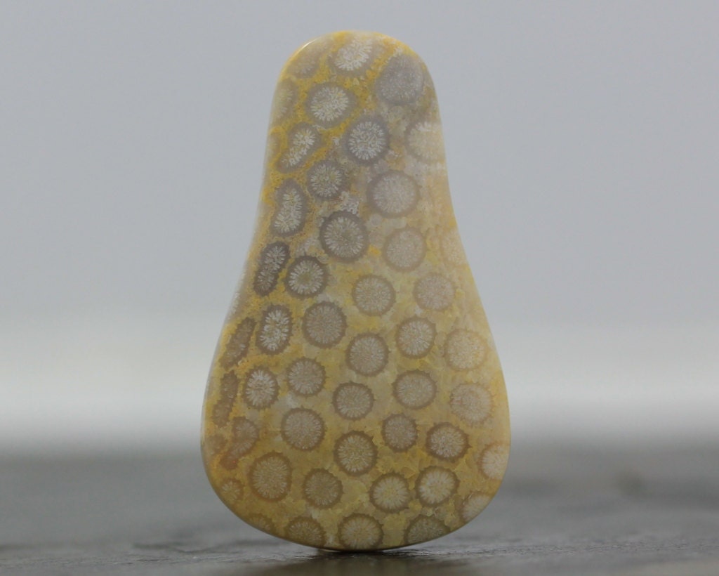 SALE - CLEARANCE - Petoskey Stone - Fossilized Sea Coral - Natural Fossils and Specimens - 50mm (4413)