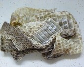 LARGE 49" 12" Rattlesnake Rattler Skin Shed Monstrous Religious Educational Magic Spell SKin Shed