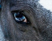 Whipper - Fine Art Print of Whipper's Eye