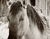 Snowy Horse Sleep, Black and White Horse Photograph, Western Horses Wall Art