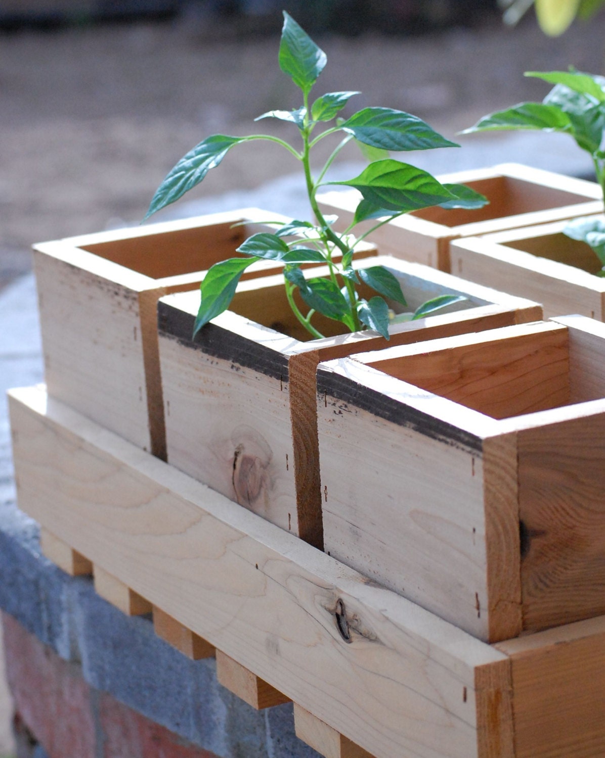 Handmade Garden wooden planter with cedar tray great for weddings