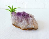 Air Plant Crystal Garden - Amethyst Geode Crystal LIVE Garden Planter
