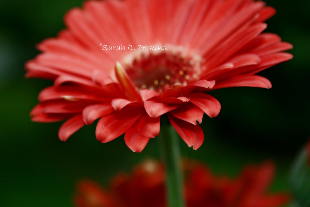 Red Flower Photography Fine Art 8x10 print Gerber Daisy Petals Spring Floral Wall Decor IN STOCK Free Shipping  Happy Cheery Home Decor