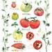 Kitchen art print, Tomato varieties poster with leaf border, Watercolor vegetable painting, Red and green kitchen wall decor, food print