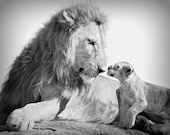 BABY LION and DAD, 8 X 10 Black and White Photo, Baby Animal Photograph, Wildlife Photography,  Nursery Art, African Safari, Fathers Day