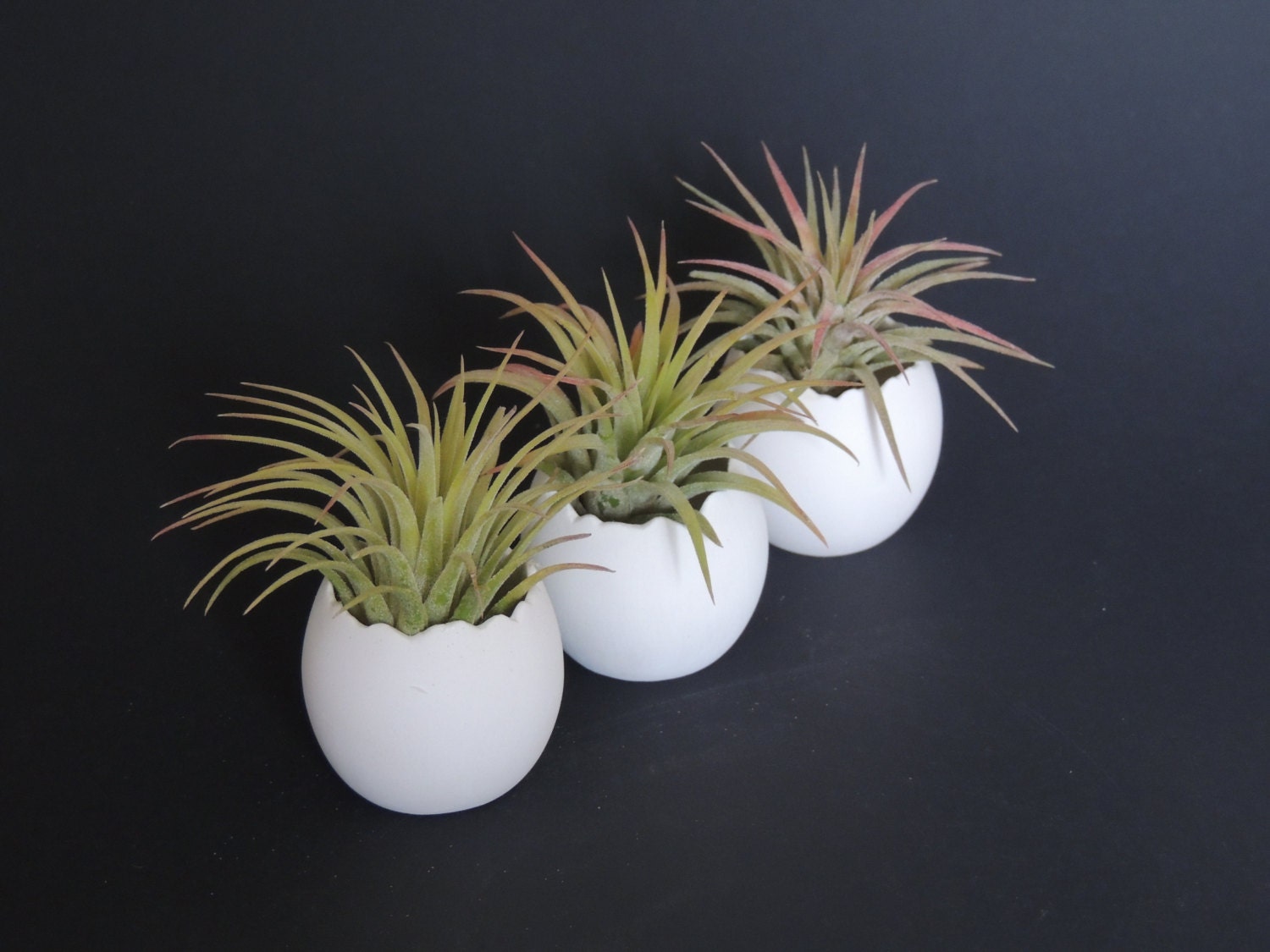 Ceramic air plant pods. Set of 3 pods with air plants included.