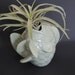 Air plant nestled in sage green fish planter.