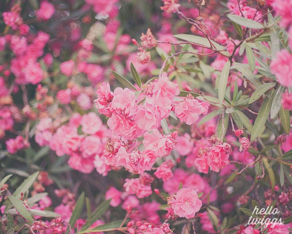 BOGO SALE - Nature Flower Photography, Dreamy & Whimsical Print, Girls Room Decor - Dream a little dream with me