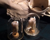 YOUR MOLAR Custom Order - Real Human Molar Specimen Display in Glass Bell Dome using Your Tooth