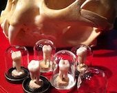 BACK IN STOCK - Real Human Molar Specimen Display in Glass Bell Dome