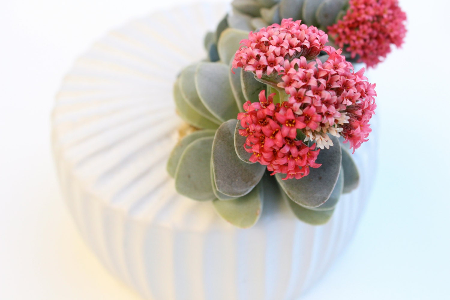 Offset Succulent Garden