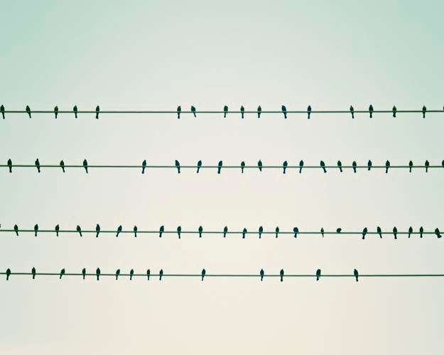 Birds On A Wire- Bird Photography, Wall Decor, Mint, Turquoise, Spring, Minimalist, Bird Home Decor