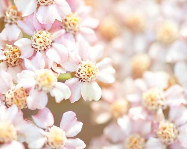 Flower Photography, Pale Bloom, Nature Photography, Pastel, Light Pink, Shabby Chic Decor, Spring, Pale Pink,  Yellow, Blossoms, 8x10 Print