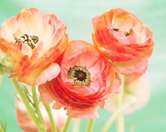 Ranunuclus Photograph, Mint Green, Red, Pink, Flower Photography, Still Life Photography, Nature, Beautiful, Floral, 8x10
