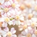 Flower Photography, Pale Bloom, Nature Photography, Pastel, Light Pink, Shabby Chic Decor, Spring, Pale Pink,  Yellow, Blossoms, 8x10 Print