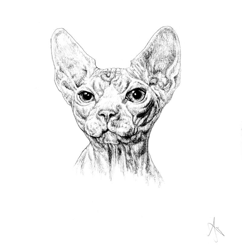 Original Pencil Drawing "Cat" 16x16cm