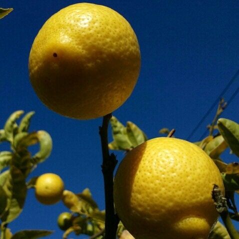 MAKE LEMONADE 4x4 Art Photo Print