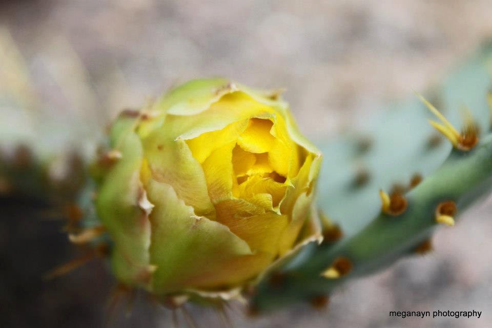Texas Flower, 8x10