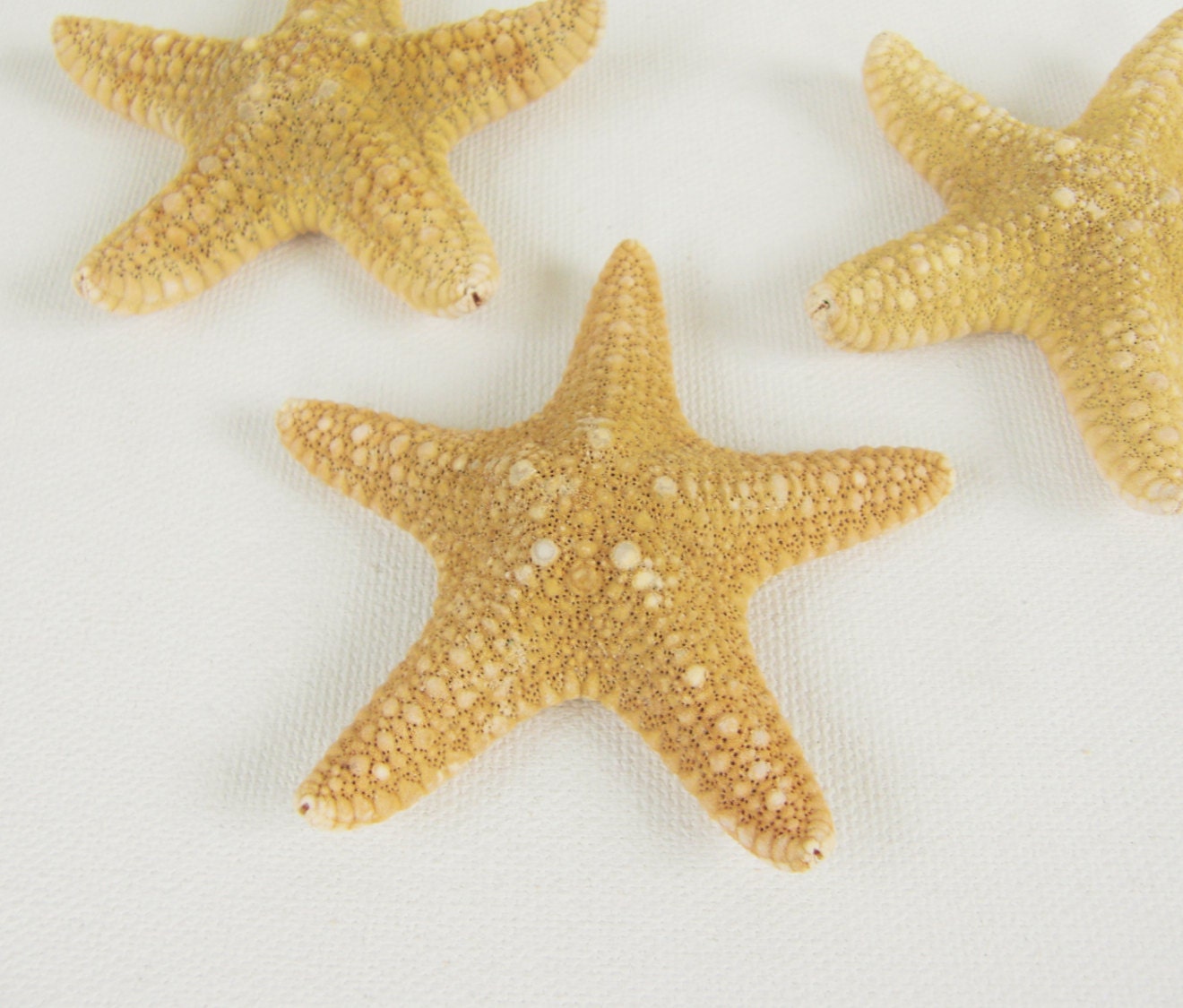 Mini Jungle Starfish small starfish for crafts by EcoLecticEvents