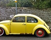 Yellow Beetle