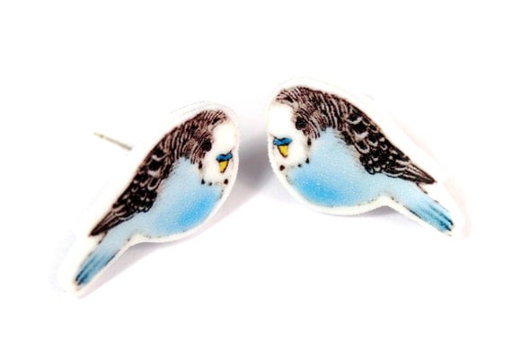 Budgie Studs