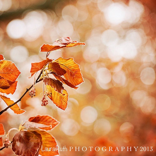 Nature Leaf  Photograph - Tree Branch Photography  - Orange Rust Copper - Home Decor - Fine Art 8x8 - "SUBLIME"