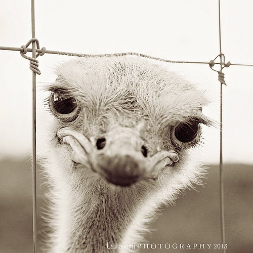 Animal Photography - Ostrich Photograph - Bird Nature Wildlife - Black and White - Home Decor - Fine Art Photography - Laura Ruth