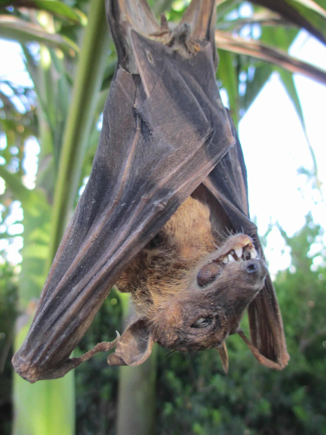 Sleeping Spelaea Fox Bat - SHIP FREE
