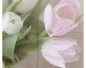 Nature Photography, Fine Art Photography, Home Decor, Wall Art, Spring Tulips, Pink, White, Shabby Chic, French Country, 8x10 print