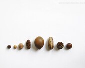 Seed Collection No.2 - 8'x10' Fine Art Photograph