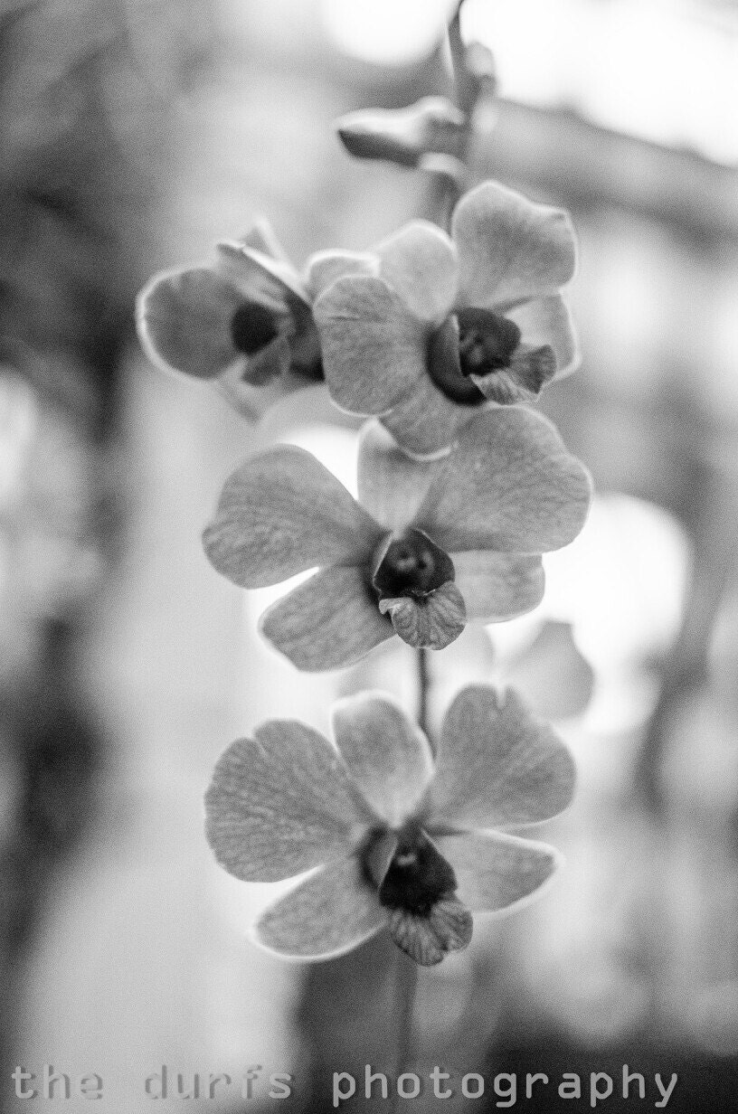 joy is a flower - photograph- 8x12 - orchid -  druid hill conservatory - baltimore - maryland