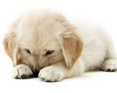 Fresh Scent for Dogs and Cats - Eco Friendly Biodegradable ph Balanced Veterinarian/Professional Groomer Recommended