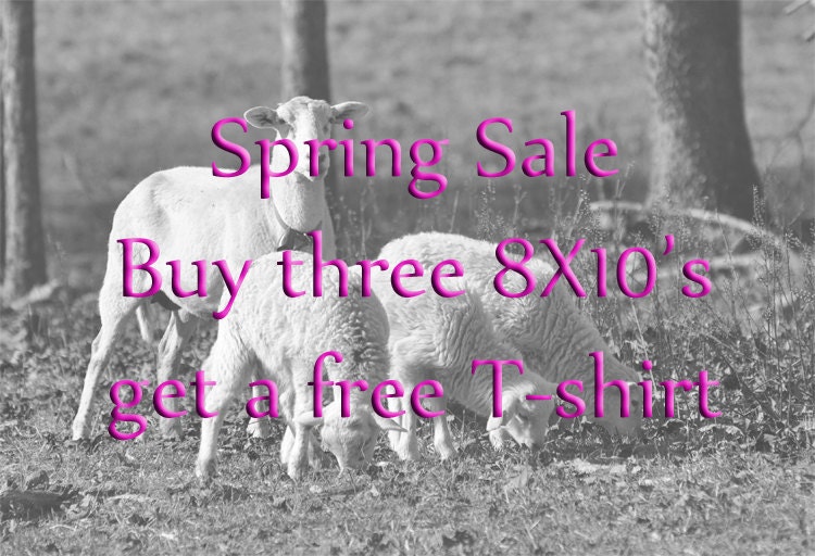 SPRING SALE - Buy three 8x10 photographs, get one free large 'Taking a Look Around Coon' graphic print T-shirt (Colors vary on supply)