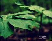 Native Species Series Mayapple Spring Plant 8 x 10 Color Photo Archival Ink