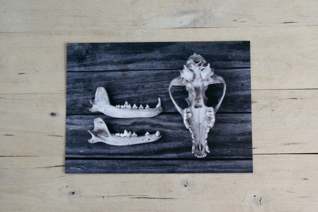Coyote Jaw and Skull 5x7 Archival Quality Print Nature Photograph