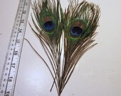 2 Peacock plumes eyes  feathers pce-00 peacock feathers craft feathers