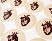 Stickers, Halloween Stickers, Envelope Seals, Anatomical Human Heart Stickers