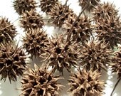 24 Gum Tree Balls